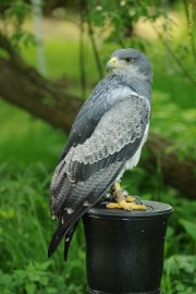 DSC_9501 Falcon Crest 10 mei 2009