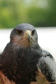 DSC_9590 Falcon Crest 10 mei 2009