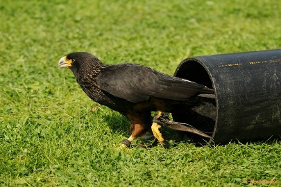 DSC_9616 Falcon Crest 10 mei 2009