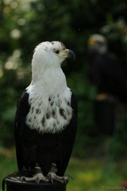 DSC_9718 Falcon Crest 10 mei 2009