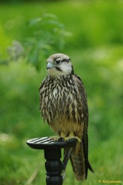DSC_9724 Falcon Crest 10 mei 2009
