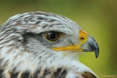 DSC_9783 Falcon Crest 10 mei 2009