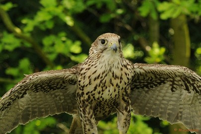 DSC_9900 Falcon Crest 10 mei 2009