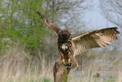 DSC_6321 Evenwicht.
