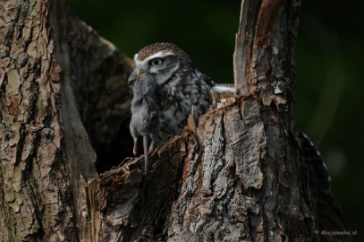 DSC_6919 Wel groot voor dit kleine ding