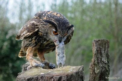 DSC_7224 Buba heeft wel honger.