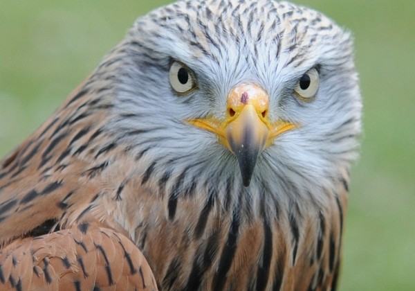 Portret van de roofvogels