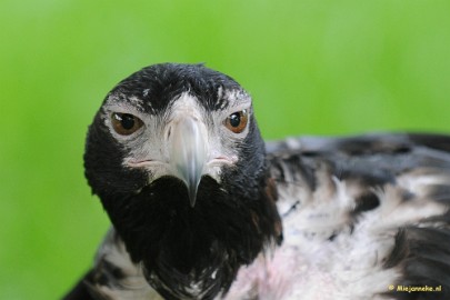 DSC_8540a Zoomdag 9 mei Falcon Crest