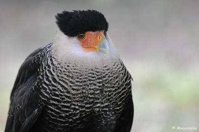 DSC_8583 Zoomdag 9 mei Falcon Crest