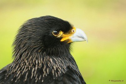 DSC_8593a Zoomdag 9 mei Falcon Crest