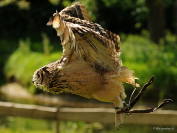 DSC_8775a Zoomdag 9 mei Falcon Crest