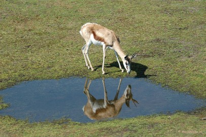 DSC_1114 Beekse Bergen