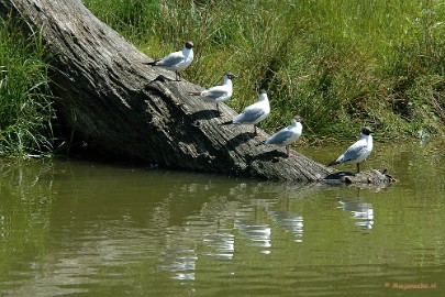 DSC_1394a Beekse Bergen