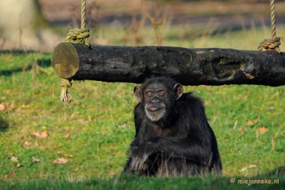 DSC_5737a Beekse Bergen