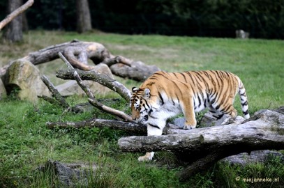 _DSC7836 Avondsafari 22 augustus