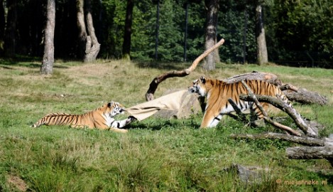 _DSC7882 Avondsafari 22 augustus