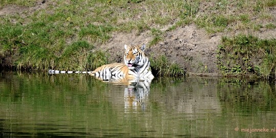 _DSC7910 Avondsafari 22 augustus