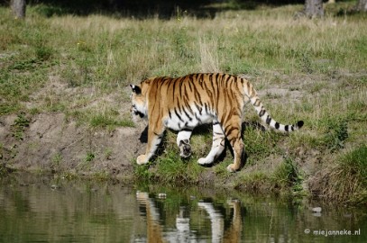 _DSC7915 Avondsafari 22 augustus