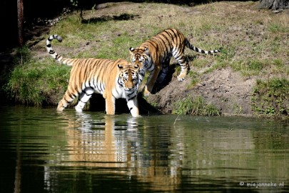 _DSC7929 Avondsafari 22 augustus