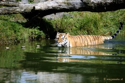 _DSC7945 Avondsafari 22 augustus