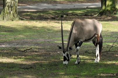 DSC_5004 Beekse Bergen avondsafari
