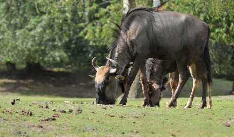 DSC_5028 Beekse Bergen avondsafari