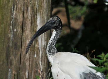DSC_5067 Beekse Bergen avondsafari
