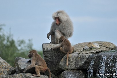 DSC_5109 Beekse Bergen avondsafari