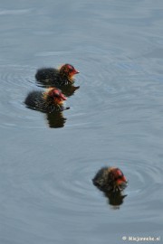 DSC_5203 Waar is ons moeke heen ?