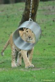 DSC_5288 Beekse Bergen avondsafari