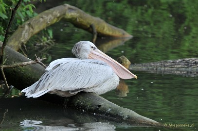 DSC_5935 Beekse Bergen avondsafari