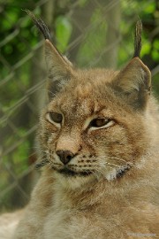 DSC_0064a Best Zoo