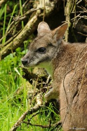 DSC_0087 Best Zoo