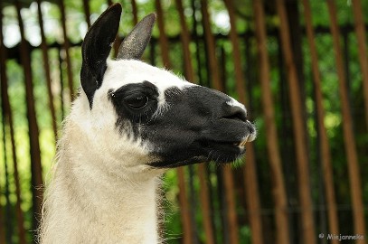 DSC_0160 Best Zoo