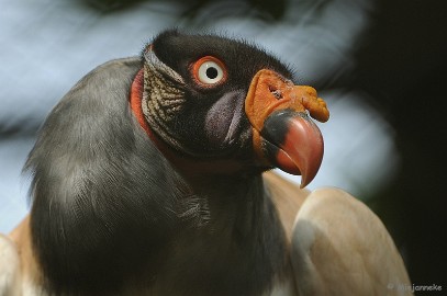 DSC_0202 Best Zoo