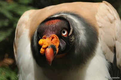 DSC_0207 Best Zoo