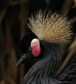 DSC_7821 Olmense zoo 2009