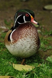 DSC_7848 Olmense zoo 2009