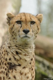 DSC_7909 Olmense zoo 2009