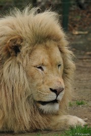 DSC_7938 Olmense zoo 2009
