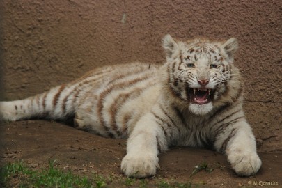 DSC_7989 Olmense zoo 2009