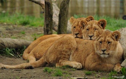 DSC_8012 Olmense zoo 2009