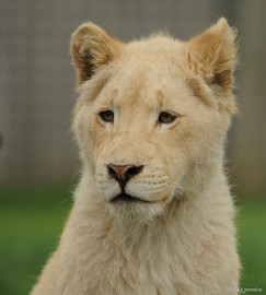 DSC_8059 Olmense zoo 2009