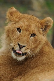 DSC_8107 Olmense zoo 2009