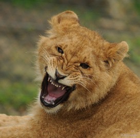 DSC_8116 Olmense zoo 2009