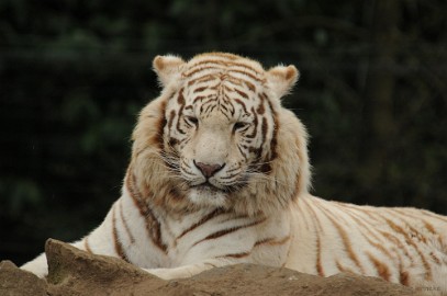 DSC_8227 Olmense zoo 2009
