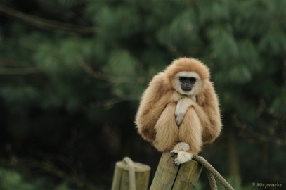 DSC_8251 Olmense zoo 2009
