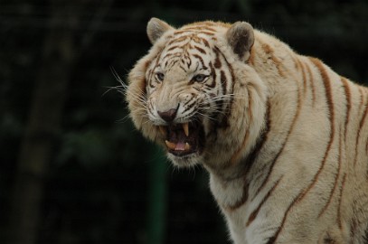 DSC_8262 Olmense zoo 2009