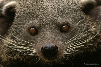 DSC_5287 Overloon zoo 2009