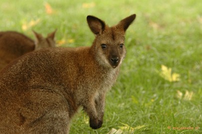 DSC_5325 Overloon zoo 2009